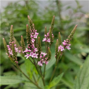 Verbena Hastata F Rosea 'Pink Spires'